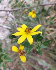 Bidens triplinervia, photograph (c) Lucas Carbone, some rights reserved (CC BY)