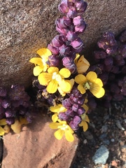 Alectra orobanchoides