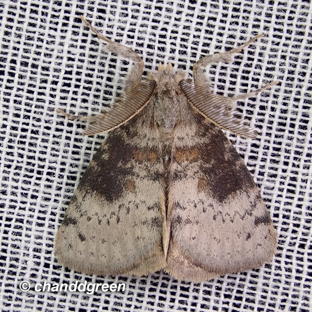 Ilema costalis