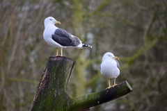 Larus fuscus