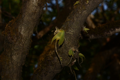 Image of Oberonia falconeri by no rights reserved