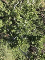 Searsia burchellii
