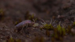 Lepidocyrtus lignorum