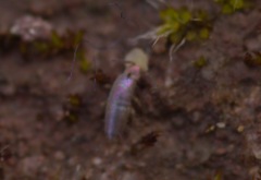 Lepidocyrtus lignorum