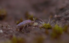 Lepidocyrtus lignorum