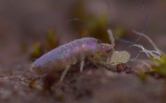 Lepidocyrtus lignorum