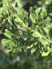 Searsia burchellii