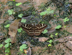 Lexias pardalis jadeitina