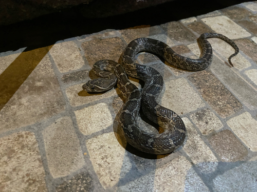 Great Plains Ratsnake
