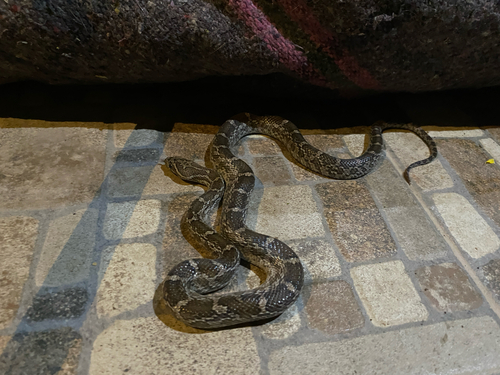 Great Plains Ratsnake
