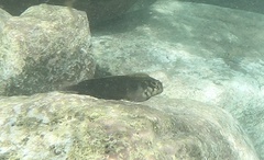 Ophioblennius atlanticus