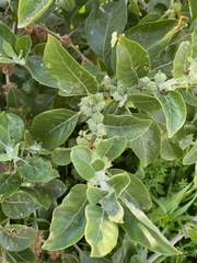 Withania chevalieri (Withania chevalieri)