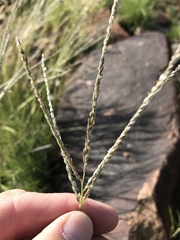 Digitaria argyrograpta