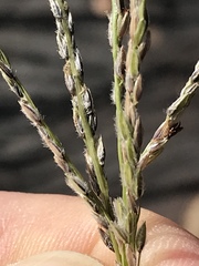 Digitaria argyrograpta