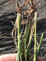 Digitaria argyrograpta