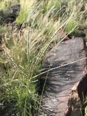 Digitaria argyrograpta