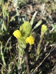 Castilleja rubicundula lithospermoides