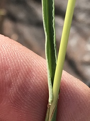 Digitaria argyrograpta