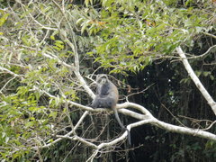 Cercopithecus mitis albogularis