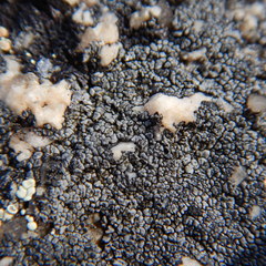 Orphniospora moriopsis