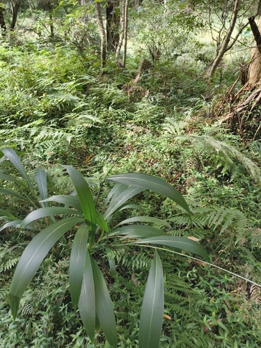 Palmgrass (Setaria palmifolia)