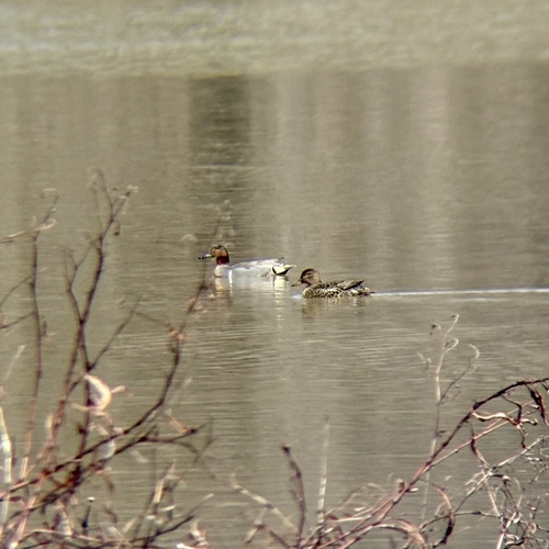 iNaturalist: (c) Parker Reed, some rights reserved (CC BY-NC), uploaded by Parker Reed iNaturalist image