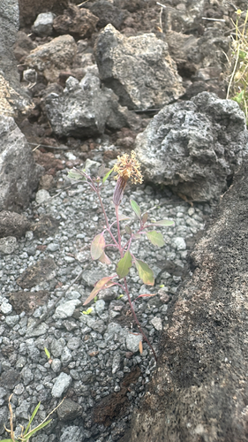 Porophyllum ruderale observed 2026-04-05