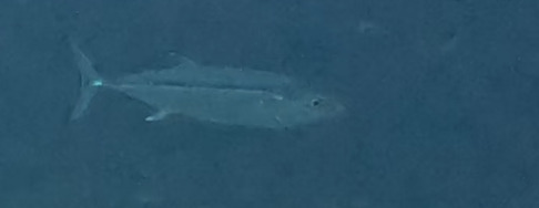 Dog-tooth tuna