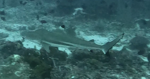 Reef Shark (Blacktip)