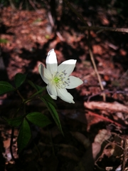 Anemonoides trifolia