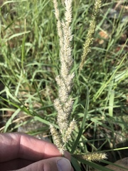 Enneapogon cenchroides