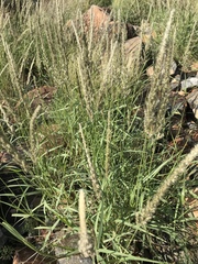 Enneapogon cenchroides