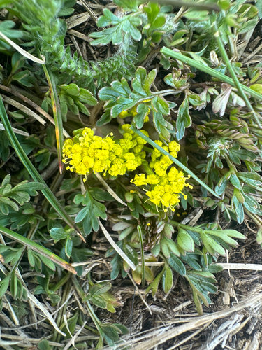Foothill desert-parsley (Lomatium utriculatum)