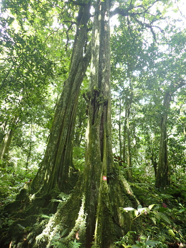 Mape (Inocarpus fagifer)