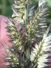 Enneapogon cenchroides