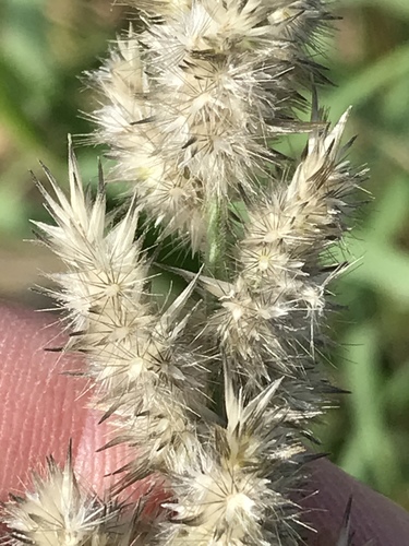 Enneapogon cenchroides