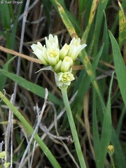 Allium erdelii