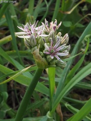 Allium tel-avivense