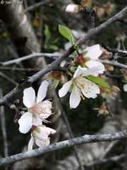 Prunus amygdalus