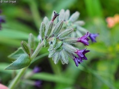 Anchusa undulata