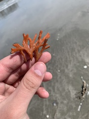 Clathria prolifera