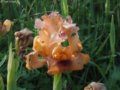 Iris atropurpurea