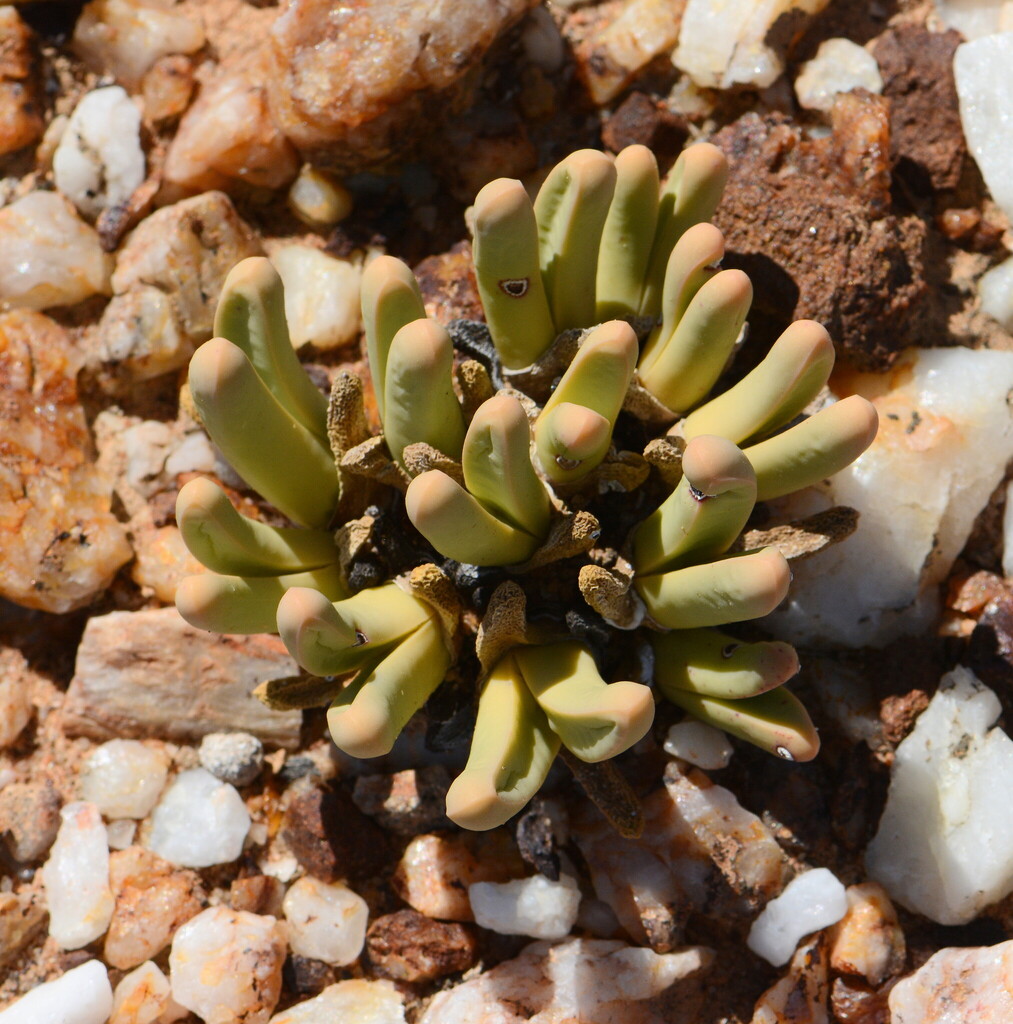 Ruschia socia (N.E.Br.) Schwantes
