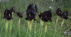 Iris atropurpurea