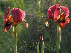 Iris atropurpurea