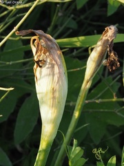 Iris atropurpurea