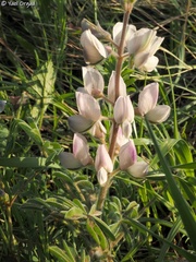 Lupinus palaestinus