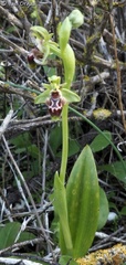 Ophrys umbilicata