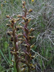 Anacamptis collina