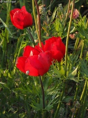 Anemone coronaria